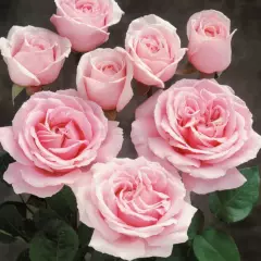 Rosier TIGE 100 cm FREDERIC MISTRAL® Meitebros - Rosiers tiges et pleureurs