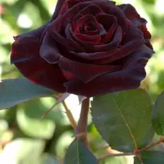 Rosier Black Baccara® Meidebenne - Rosiers à grandes fleurs