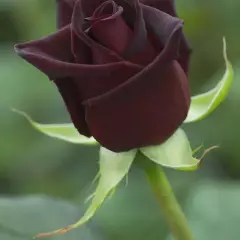 Rosier Black Baccara® Meidebenne - Rosiers à grandes fleurs