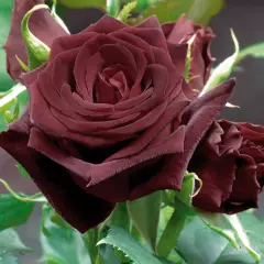 Rosier Black Baccara® Meidebenne - Rosiers à grandes fleurs