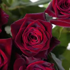 Rosier Black Baccara® Meidebenne - Rosiers à grandes fleurs