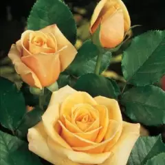 Rosier Paul Ricard® Meinivoz - Rosiers à grandes fleurs