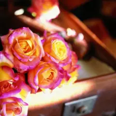 Rosier ORIENTAL PEACE® Baipeace - Rosiers à grandes fleurs