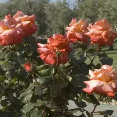 Rosier CHRISTOPHE COLOMB® Meironssesar - Rosiers grimpants