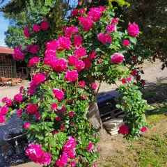 Rosier MANOU MEILLAND CLG ® Metu Limonsar - Rosiers grimpants