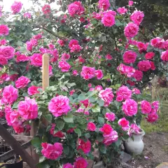Rosier MANOU MEILLAND CLG ® Metu Limonsar - Rosiers grimpants