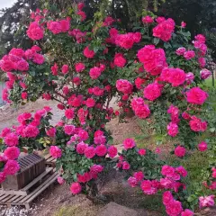 Rosier MANOU MEILLAND CLG ® Metu Limonsar - Rosiers grimpants