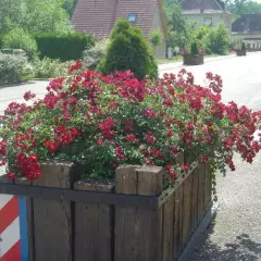 Rosier VESUVIA ® Noare - Décorosiers