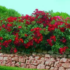 Rosier VESUVIA ® Noare - Décorosiers