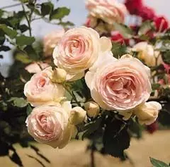 Rosier PIERRE DE RONSARD  ® Meiviolin - Rosiers grimpants
