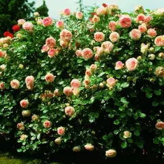 Rosier PIERRE DE RONSARD  ® Meiviolin - Rosiers grimpants