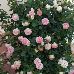 Rosier PIERRE DE RONSARD  ® Meiviolin - Rosiers grimpants