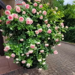 Rosier PIERRE DE RONSARD  ® Meiviolin - Rosiers grimpants