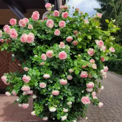 Rosier PIERRE DE RONSARD  ® Meiviolin - Rosiers grimpants
