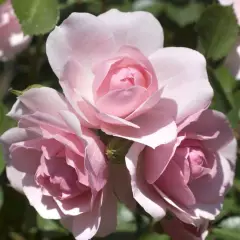 Rosier BONICA® Meidomonac - Rosiers paysagers