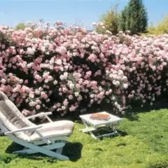 Rosier BONICA® Meidomonac - Rosiers paysagers