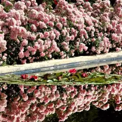 Rosier BONICA® Meidomonac - Rosiers paysagers