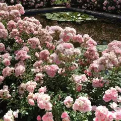 Rosier BONICA® Meidomonac - Rosiers paysagers