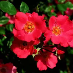 Rosier Douceur Normande® Meipopul - Rosiers arbustifs