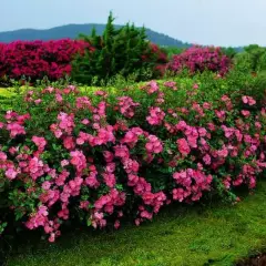 Rosier Douceur Normande® Meipopul - Rosiers arbustifs