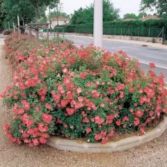 Rosier Douceur Normande® Meipopul - Rosiers arbustifs