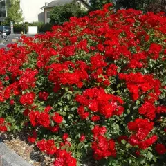 Rosier La Sevillana® Meigekanu - Rosiers arbustifs