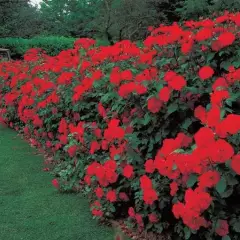 Rosier La Sevillana® Meigekanu - Rosiers arbustifs