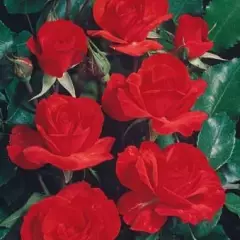 Rosier La Sevillana® Meigekanu - Rosiers arbustifs