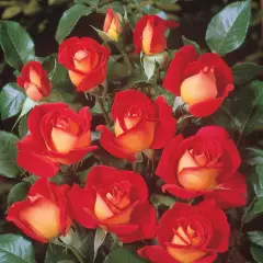 Rosier Gipsy® Kiboh - Rosiers à massifs