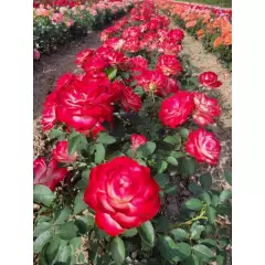 Rosier Jubilé Du Prince De Monaco® Meisponge - Rosiers à massifs
