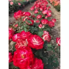 Rosier Jubilé Du Prince De Monaco® Meisponge - Rosiers à massifs