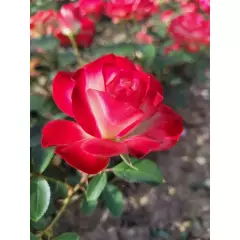 Rosier Jubilé Du Prince De Monaco® Meisponge - Rosiers à massifs