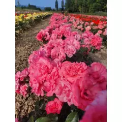 Rosier Les Amoureux De Peynet® Meitobla - Rosiers à massifs