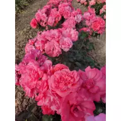 Rosier Les Amoureux De Peynet® Meitobla - Rosiers à massifs