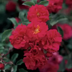 Rosier Hello® Meikinba - Rosiers couvre-sol et tapissants