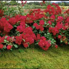 Rosier Hello® Meikinba - Rosiers couvre-sol et tapissants