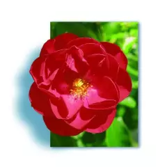 Rosier Kadora® Noa83100B - Décorosiers