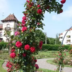 Rosier LE GRAND HUIT Adabaring - Rosiers grimpants