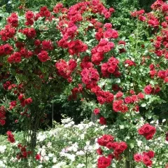 Rosier LE GRAND HUIT Adabaring - Rosiers grimpants