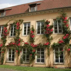 Rosier LE GRAND HUIT Adabaring - Rosiers grimpants