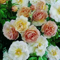 Rosier Ghislaine De Feligonde - Rosiers lianes (grimpants)