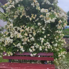 Rosier Ghislaine De Feligonde - Rosiers lianes (grimpants)