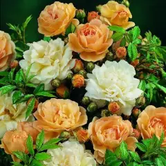 Rosier Ghislaine De Feligonde - Rosiers lianes (grimpants)