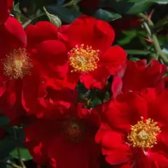 Rosier Pektarampe synonyme Alsace - Rosiers paysagers