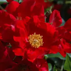 Rosier Pektarampe synonyme Alsace - Rosiers paysagers
