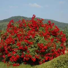 Rosier Pektarampe synonyme Alsace - Rosiers paysagers