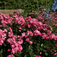 Rosier Korday synonyme Angela - Rosiers arbustifs