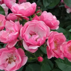 Rosier Korday synonyme Angela - Rosiers arbustifs