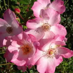 Rosier Lenmobri synonyme Rush - Rosiers arbustifs