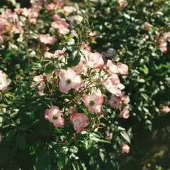 Rosier Lenmobri synonyme Rush - Rosiers arbustifs